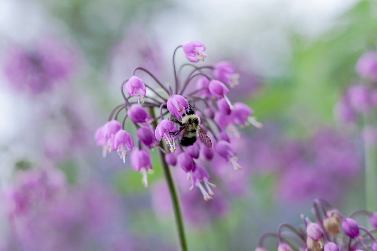 250 ALLIUM NODDING ONION Allium Cernuum Flower Seeds