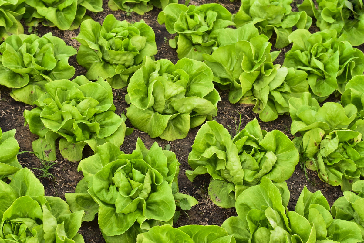 2000 BIBB LETTUCE Butterhead Lactuca Sativa Vegetable Seeds
