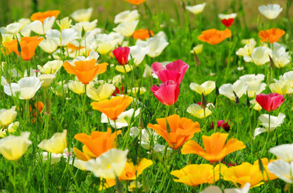 1000 MIXED Colors CALIFORNIA POPPY (Ballerina / Mission Bells) Eschscholzia Californica Flower Seeds