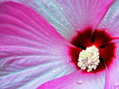 10 Luna PINK SWIRL Hardy HIBISCUS Moscheutos Flower Seeds