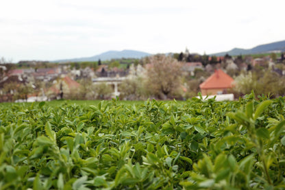 2000 ALFALFA Medicago Sativa Flower Plant Seeds
