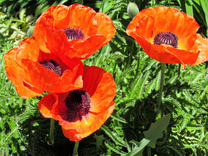 100 PRINCE of ORANGE POPPY Oriental Poppy Papaver Orientale Perennial Flower Seeds