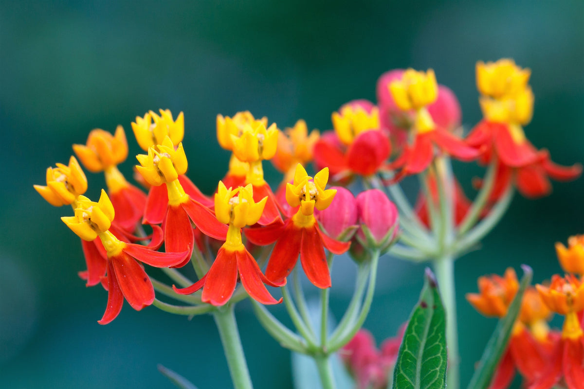100 SUNSET MILKWEED Asclepias Curassavica Scarlet Blood Flower Red Orange Butterfly Weed Seeds