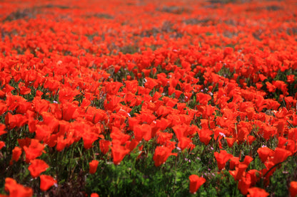 1000 MIXED Colors CALIFORNIA POPPY (Ballerina / Mission Bells) Eschscholzia Californica Flower Seeds
