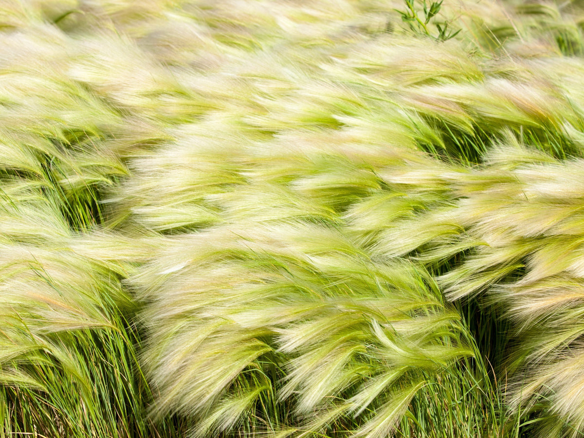 25 MEXICAN FEATHER GRASS Pony Tails Ornamental Stipa Tenuissima Nassella Seeds Wind Whisp