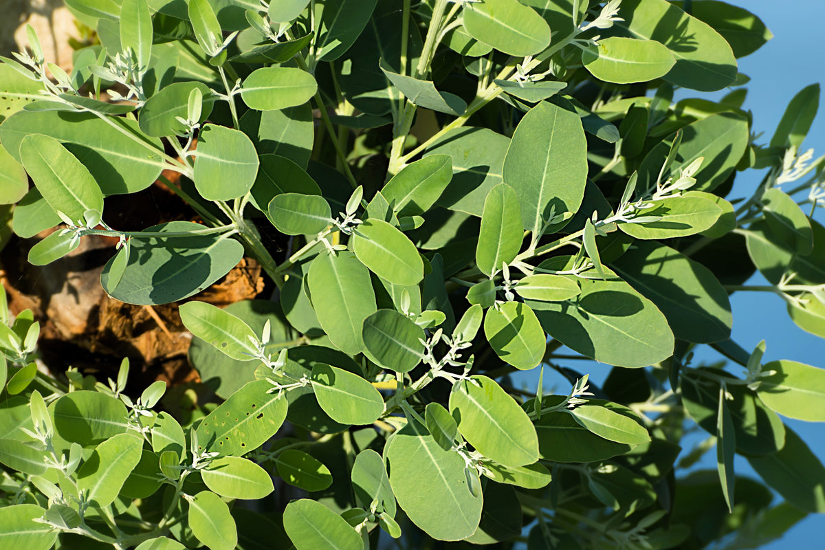 25 TASMANIAN Blue Gum TREE / EUCALYPTUS Globulus Flower Seeds