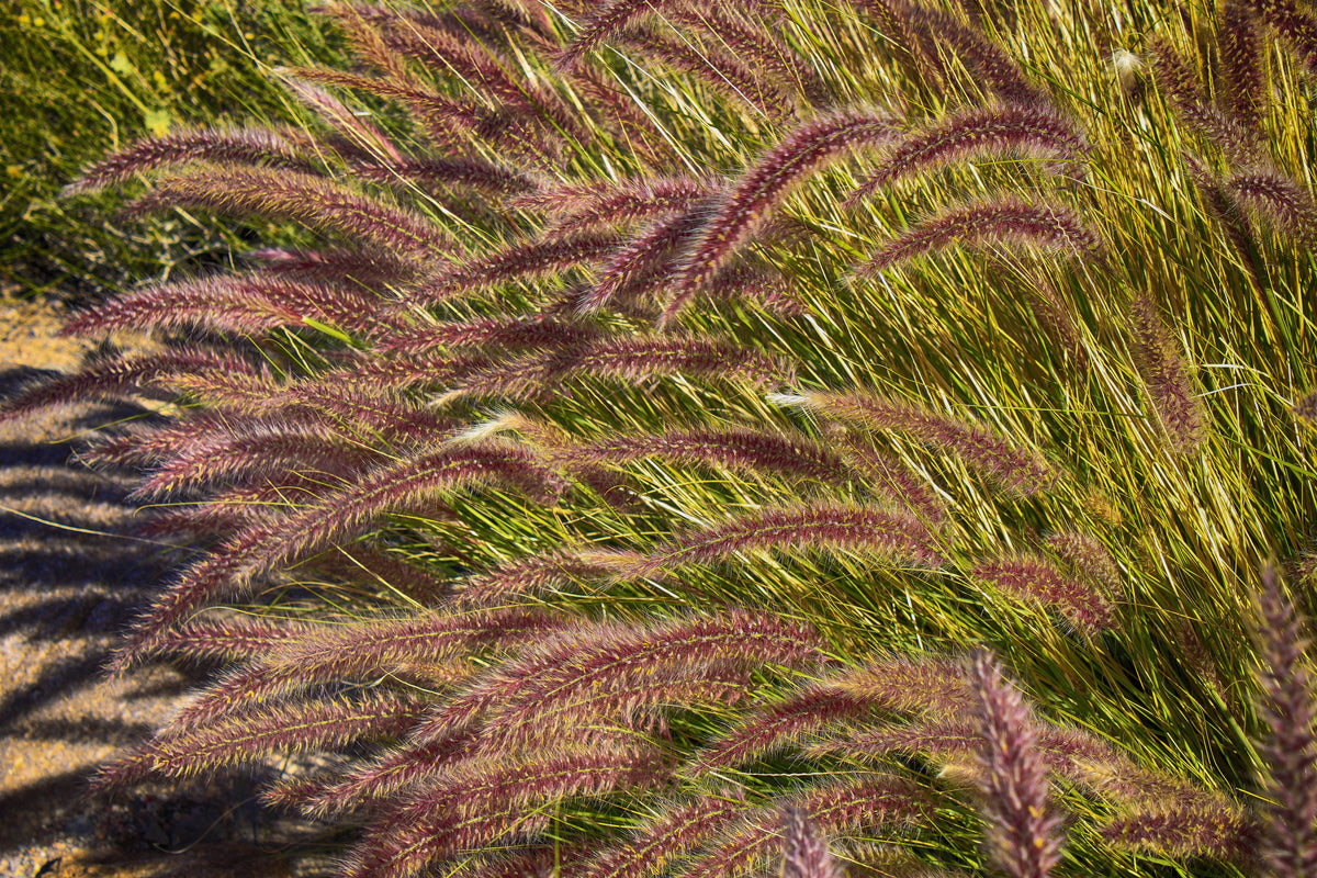 25 PURPLE FOUNTAIN GRASS Ornamental Pennisetum Setaceum Dark Burgundy Flower Seeds