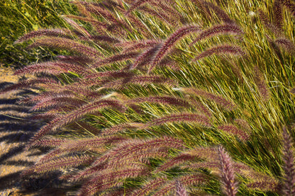 25 PURPLE FOUNTAIN GRASS Ornamental Pennisetum Setaceum Dark Burgundy Flower Seeds