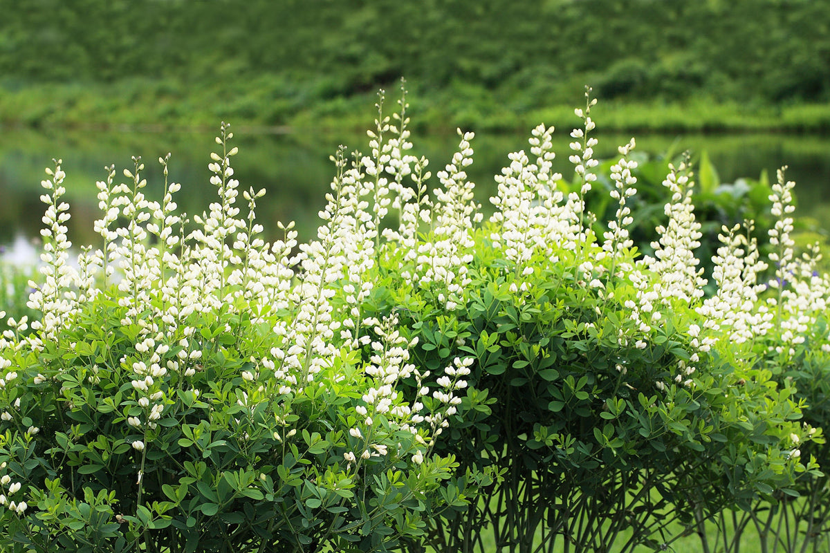 50 WHITE WILD INDIGO Baptisia Alba Usa Native Pollinator Flower Seeds