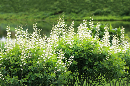 50 WHITE WILD INDIGO Baptisia Alba Usa Native Pollinator Flower Seeds