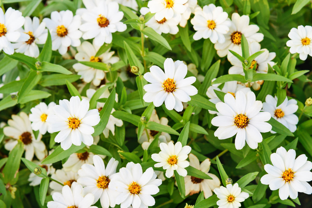 250 Mixed Colors CLASSIC ZINNIA Linearis Angustifolia Narrow Leaf Creeping Mexican Flower Seeds