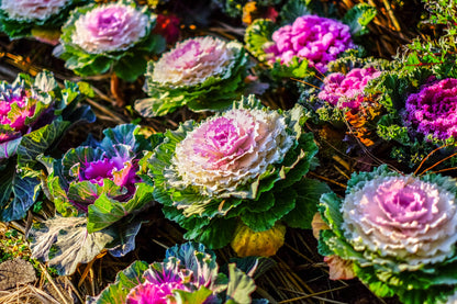 60 ORNAMENTAL KALE MIXED Colors Brassica Oleracea Flower Seeds