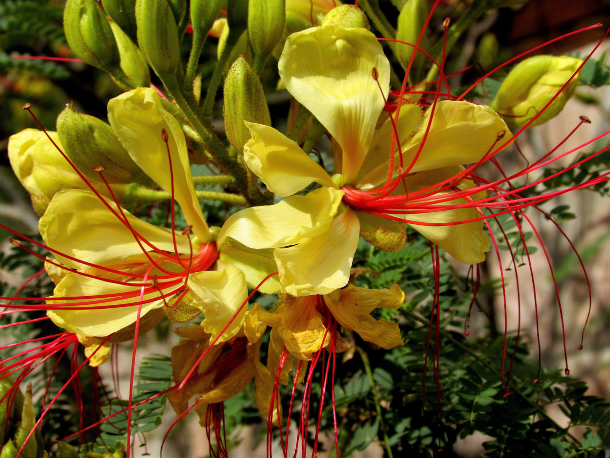 5 DESERT BIRD OF PARADISE Shrub Caesalpinia Gilliesii Poinciana Red & Yellow Flower Seeds
