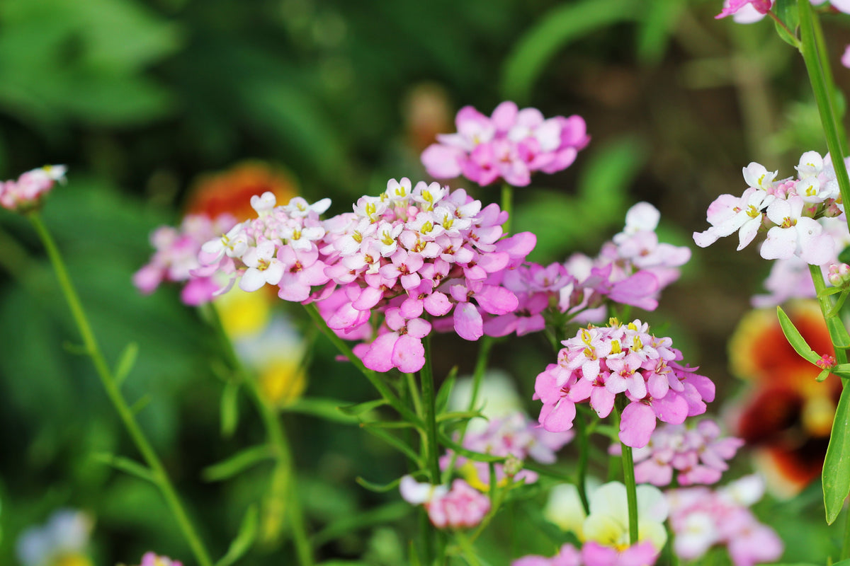 1000 ROSE CARDINAL CANDYTUFT Iberis Umbellata Flower Seeds