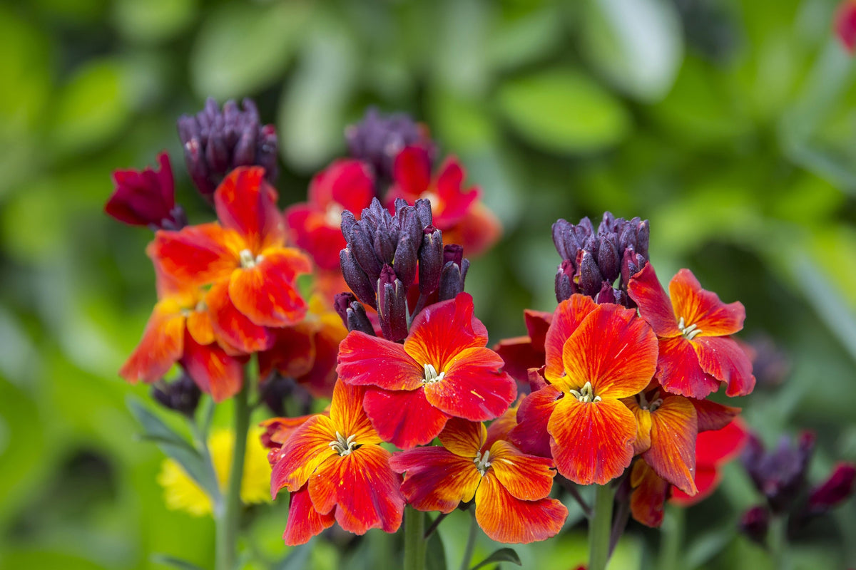 300 Mixed Colors ENGLISH Aegean WALLFLOWER Cheiranthus Cheiri Erysimum Pink Red Yellow Purple Bicolor Flower SeedsSeeds