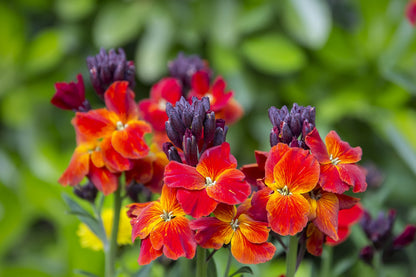 300 Mixed Colors ENGLISH Aegean WALLFLOWER Cheiranthus Cheiri Erysimum Pink Red Yellow Purple Bicolor Flower SeedsSeeds