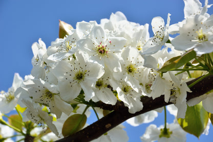 20 ASIAN PEAR TREE Pyrus Pyrifolia Oriental Japanese Fruit Seeds