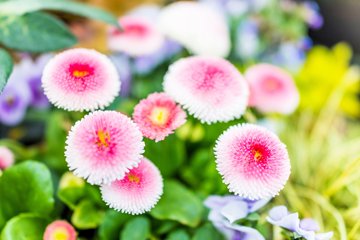 100 Strawberries & Cream ENGLISH DAISY Bellis Perennis Flower Seeds