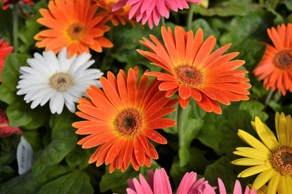 20 GERBER DAISY Mix Gerbera Jamesonii aka Barberton or African Daisy Mixed Colors Pink Purple Red Orange Yellow White Flower Seeds