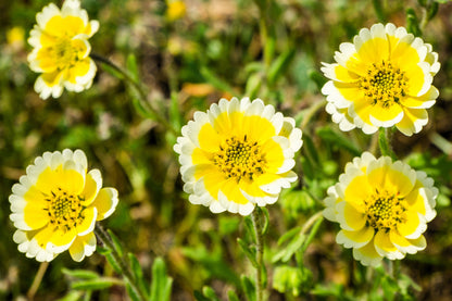 500 TIDY TIPS Layia Platyglossa Native Yellow & White Flower Seeds