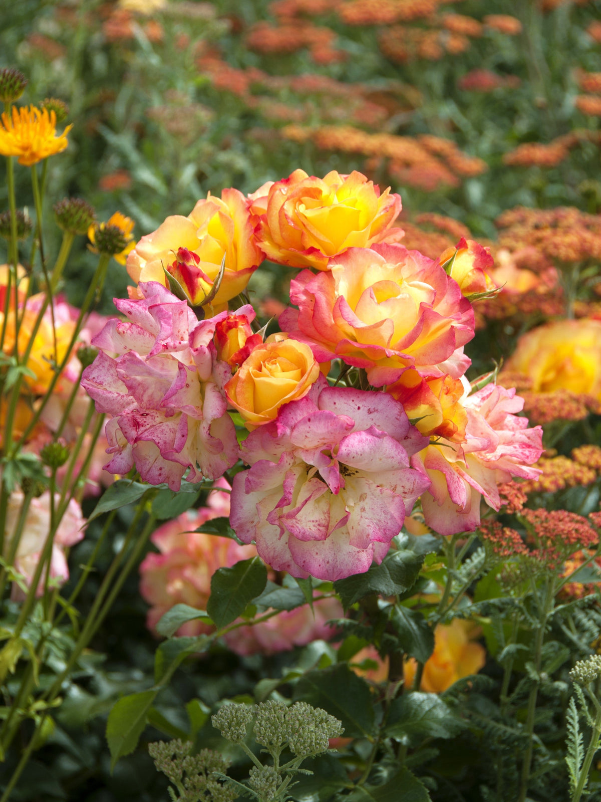 25 Mixed Colors ANGEL WINGS Miniature ROSE Bush Mix Rosa Chinensis Flower Seeds