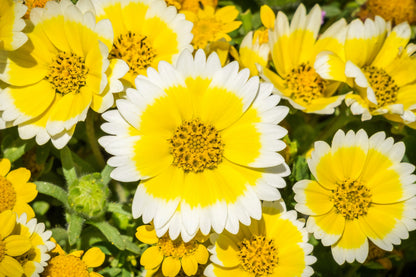 500 TIDY TIPS Layia Platyglossa Native Yellow & White Flower Seeds