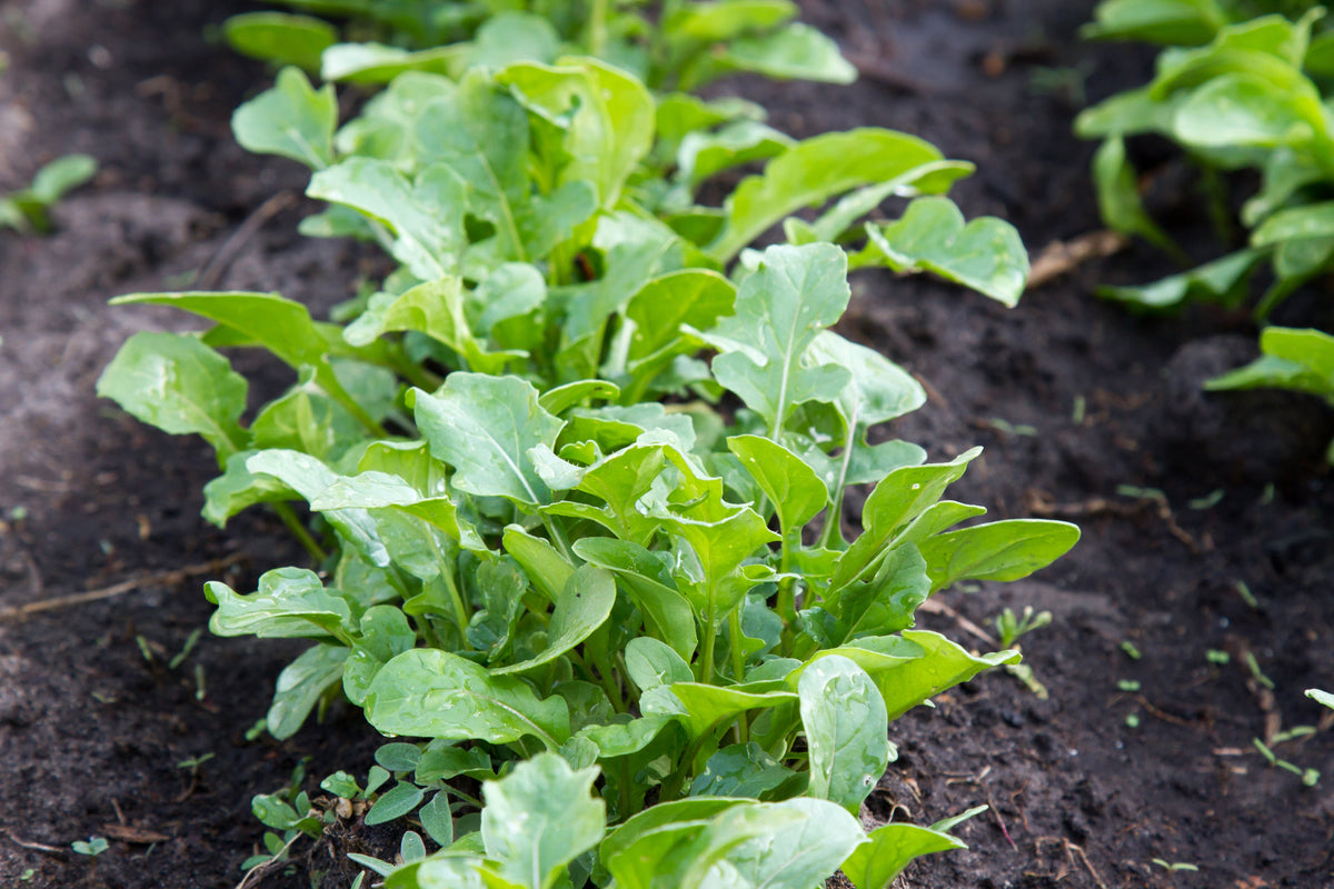2000 ARUGULA Eruca Vesicaria Sativa Greens Vegetable Seeds