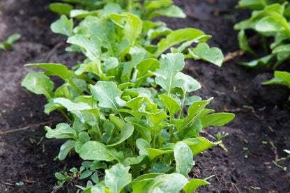 2000 ARUGULA Eruca Vesicaria Sativa Greens Vegetable Seeds