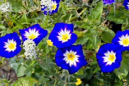 35 Blue Dwarf ROYAL ENSIGN MORNING GLORY Convolvulus Tricolor Royal Blue White & Yellow Flower Vine Seeds