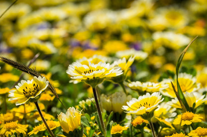 500 TIDY TIPS Layia Platyglossa Native Yellow & White Flower Seeds