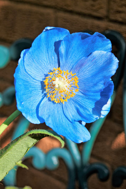 10 BLUE HIMALAYAN POPPY Tibetan Meconopsis Betonicifolia Flower Seeds