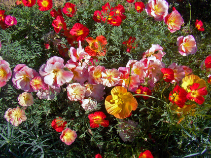 1000 MIXED Colors CALIFORNIA POPPY (Ballerina / Mission Bells) Eschscholzia Californica Flower Seeds