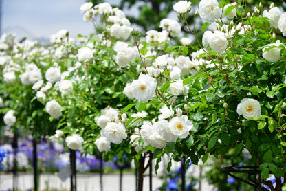 5 WHITE CLIMBING ROSE Rosa Bush Vine Climber Fragrant Butterfly Flower Seeds