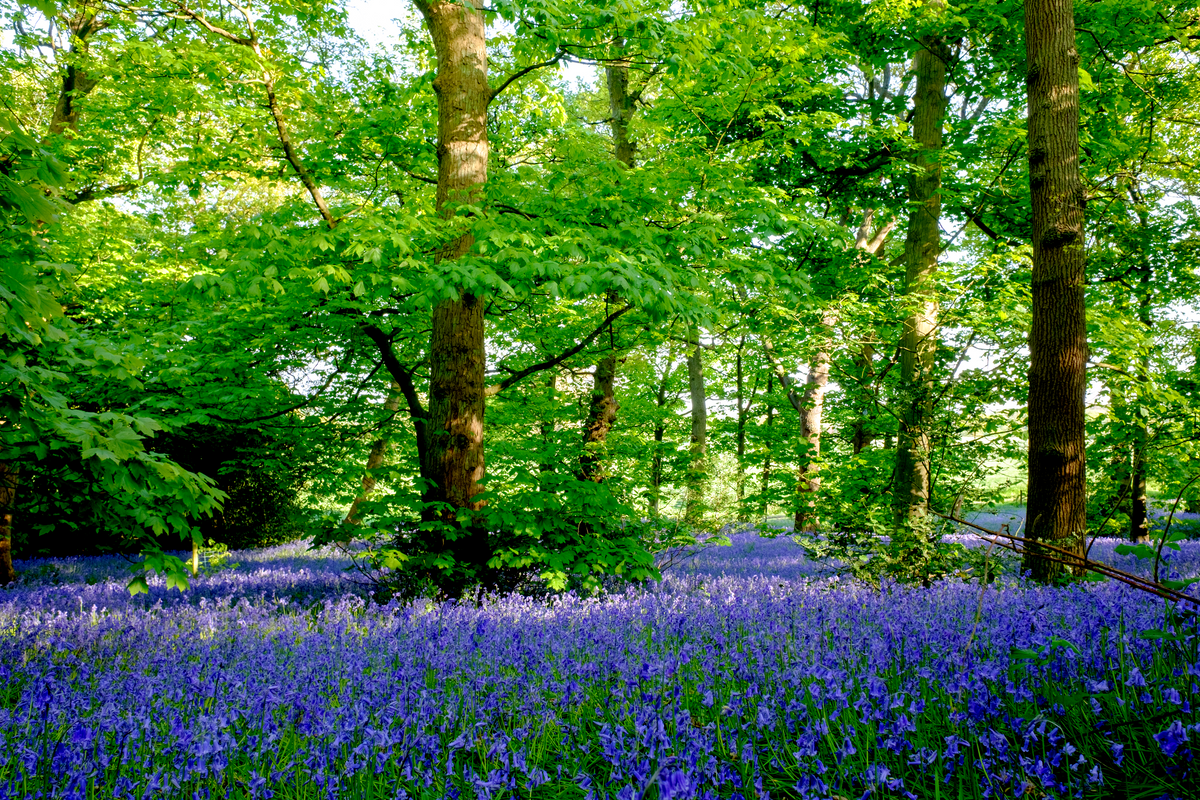10 WOOD HYACINTH Mixed Colors English Woodland Spanish Bluebell Scilla Campanulata Hyacinthoides Hispanica Pink Purple White Flower Seeds