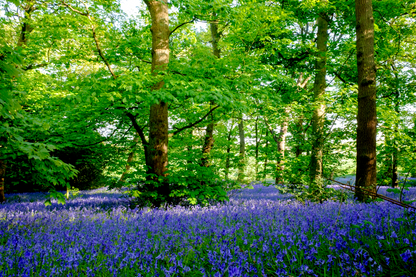 10 WOOD HYACINTH Mixed Colors English Woodland Spanish Bluebell Scilla Campanulata Hyacinthoides Hispanica Pink Purple White Flower Seeds