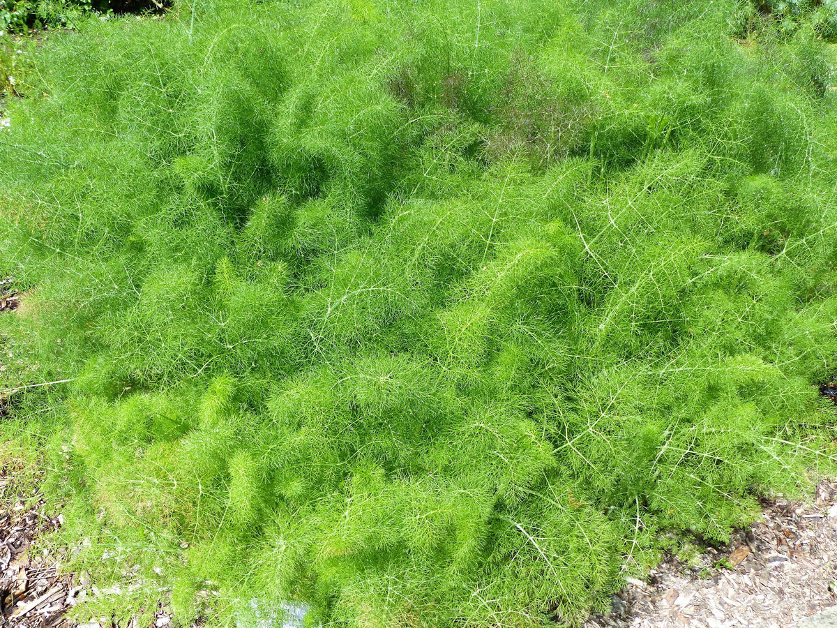 15 GIANT FENNEL Ferula Communis Gigantea Yellow Flower Herb Seeds