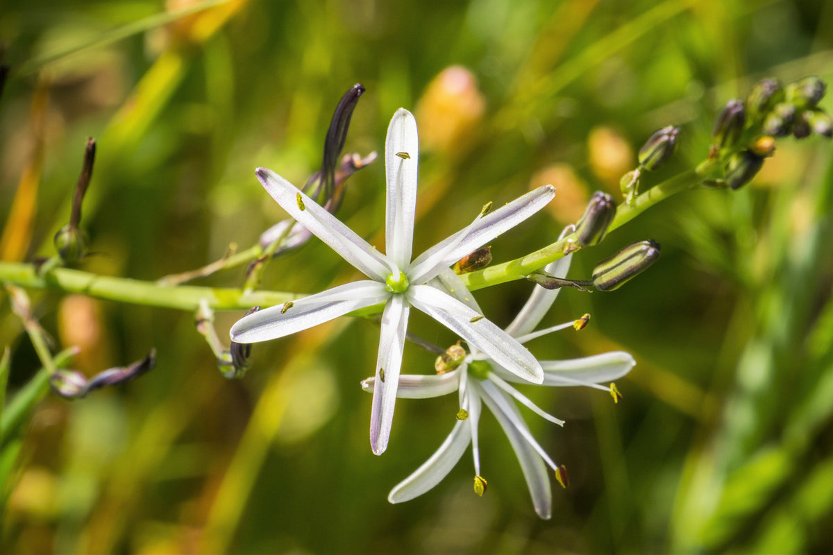 10 WAVY LEAFED SOAP PLANT California Soaproot Amole Lily Chlorogalum Pomeridianum Laothoe White Purple Striped Flower Native Herb Seeds