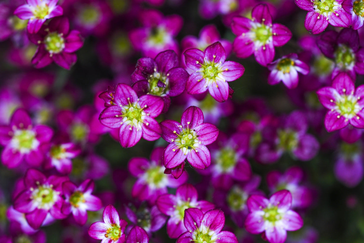 50 PURPLE ROBE SAXIFRAGA Arendsii Moss Rockfoil Evergreen Flower Seeds