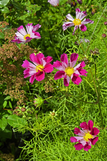 200 COSMOS SEASHELLS Cosmos Bipinnatus Sea Shells Flower Seeds