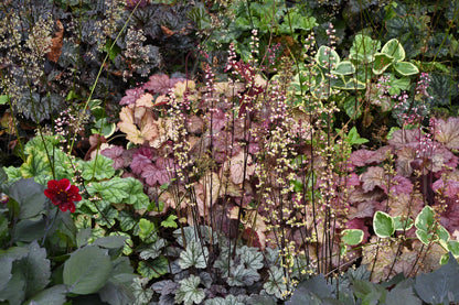 50 Palace Purple HEUCHERA / CORAL BELLS Micrantha Flower Seeds