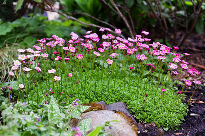 50 ROSE ROBE SAXIFRAGA Arendsii Mossy Rockfoil Evergreen Flower Seeds