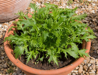 1000 GREEN MIZUNA MUSTARD Japanese Greens Brassica Juncea Herb Vegetable Seeds