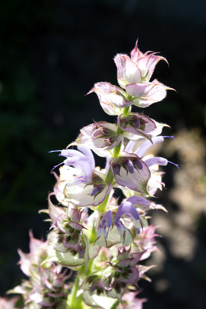 50 WHITE Swan CLARY SAGE Salvia Viridis Horminum Herb Flower Seeds