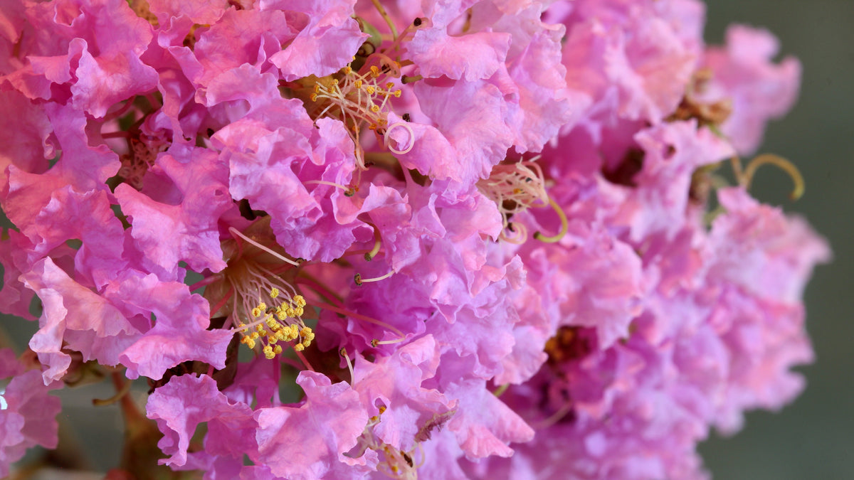 35 Light PINK CREPE MYRTLE Crape Tree Shrub Lagerstroemia Indica Flower Seeds