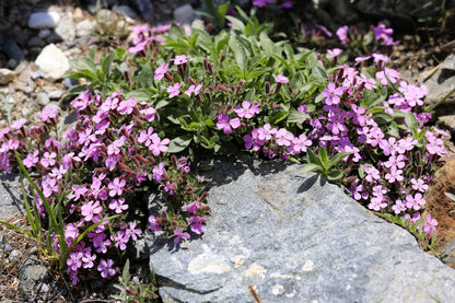 500 PINK ROCK SOAPWORT Saponaria Ocymoides Flower Seeds