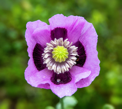 400 PERSIAN BLUE POPPY Papaver Somniferum Flower Seeds
