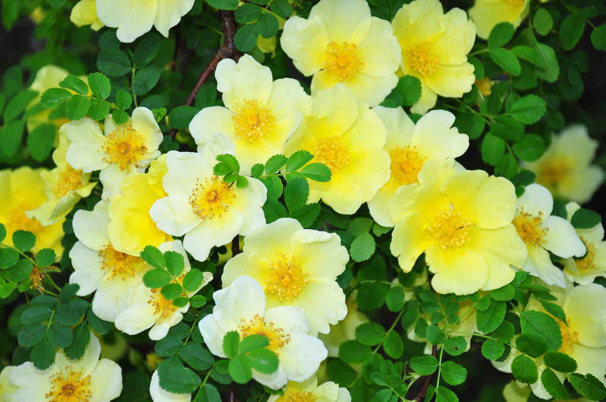 10 Golden Yellow FATHER HUGO ROSE Rosa Hugonis Flower Bush Shrub Seeds