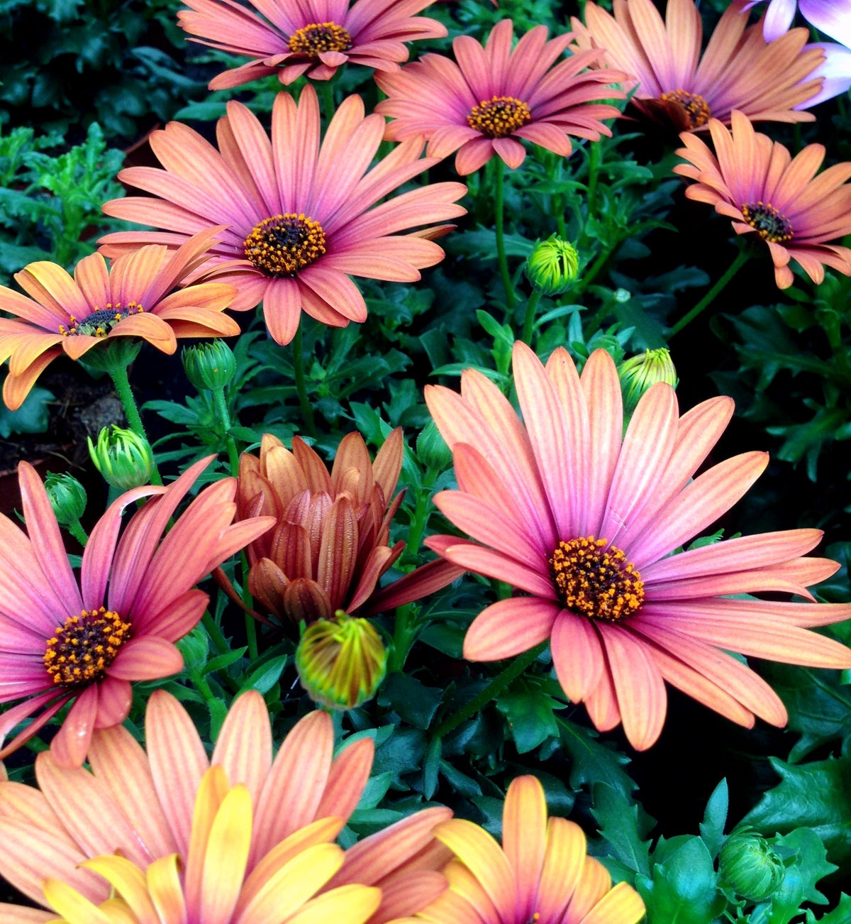 25 SALMON AFRICAN DAISY Dimorphotheca Sinuata Apricot Flower Seeds
