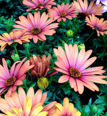 25 SALMON AFRICAN DAISY Dimorphotheca Sinuata Apricot Flower Seeds