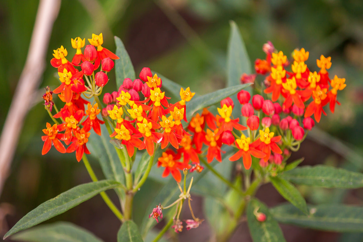 100 SUNSET MILKWEED Asclepias Curassavica Scarlet Blood Flower Red Orange Butterfly Weed Seeds